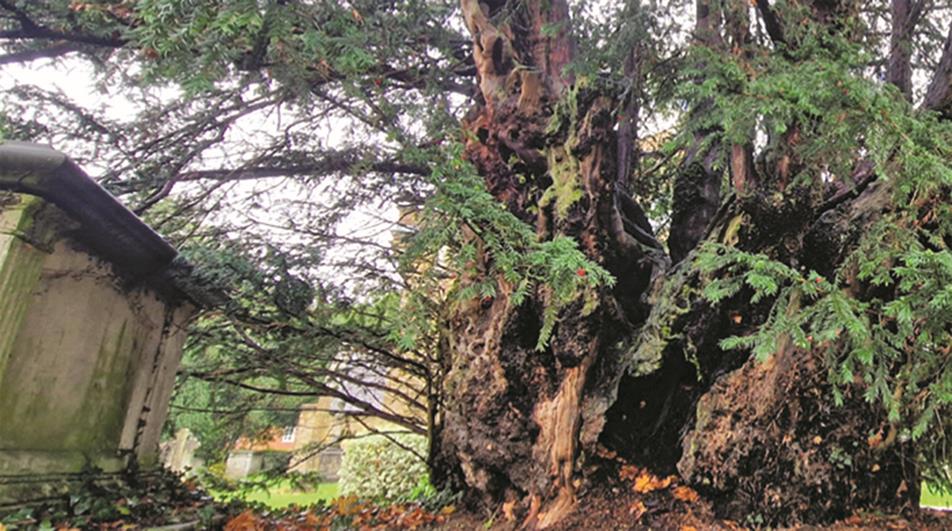 Totteridge Yew